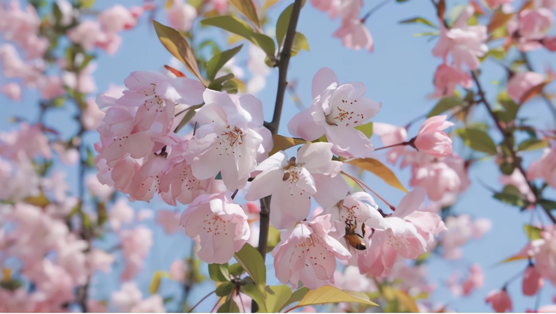 高清大图惊艳来袭！或许，“她”就是南京大学最美校花！
