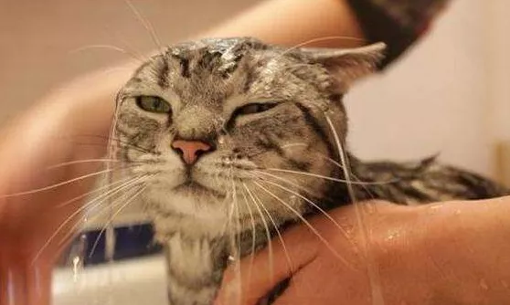 猫咪洗澡知多少