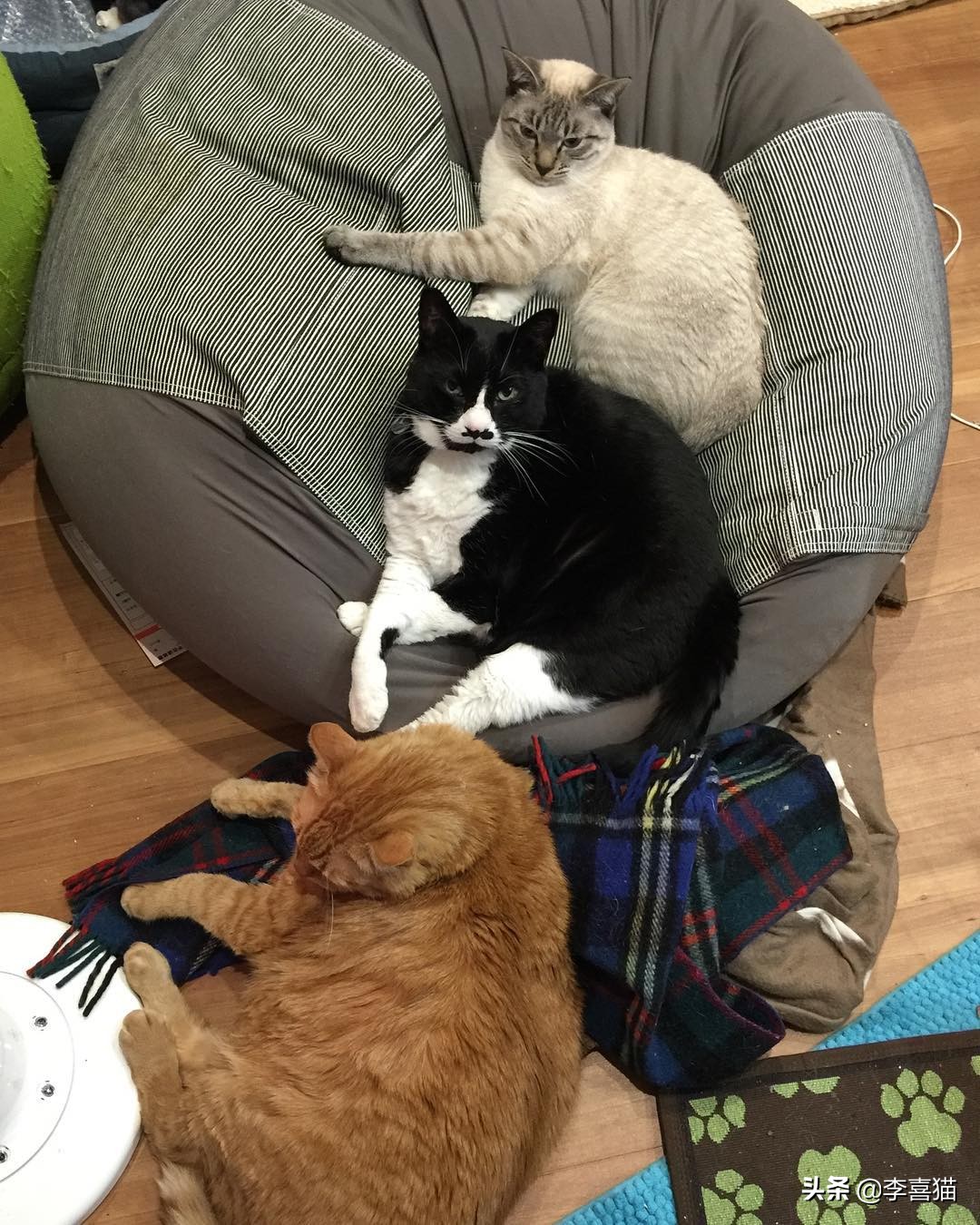 互相追逐打打闹闹是猫咪们重要的社交方式,并不一定是真的打架