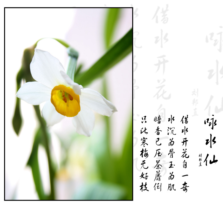 《咏水仙》【宋】刘邦直借水开花自一奇,水沉为骨玉为肌.