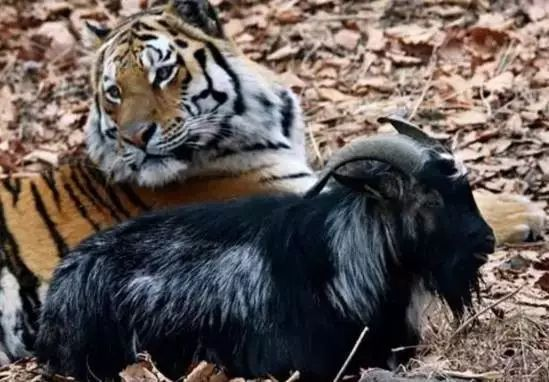 动物园上演动人"羊虎恋",老虎把羊养胖40斤后分手,老虎:爱过