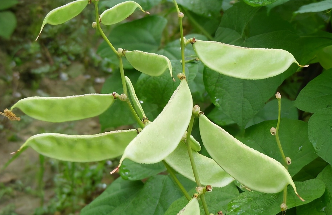 扁豆角图片(曾是农村的) - 赤虎壹号