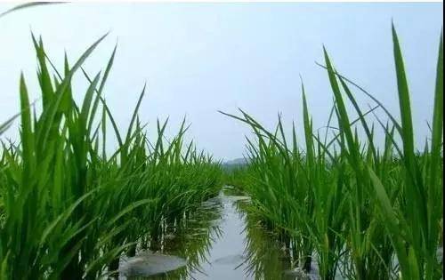 丙草胺的作用和功效（除草剂的正确选择方法分享）
