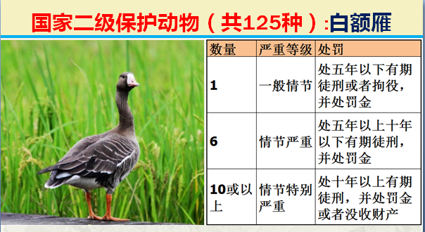 二级保护动物（国家最新125类二级野生保护名录）