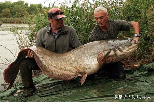 同样是吃人的鲶鱼：为何印度巨魾濒临灭绝，欧鲶却因被遗忘而泛滥