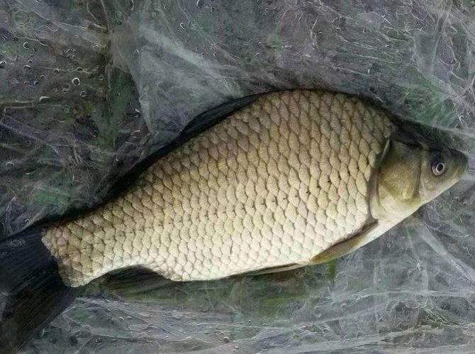 鲤鱼和鲫鱼的区别图片(我国培育的杂交鱼) - 赤虎壹号