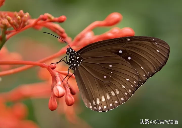 早安语录优美句子 朋友圈唯美句子