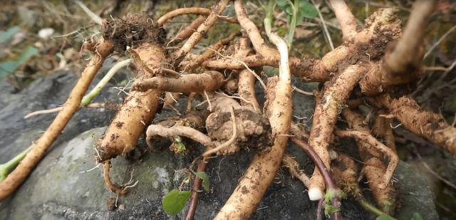 农村人口中的"土人参",补中益气,健脾益肺,煲汤上等好药材!