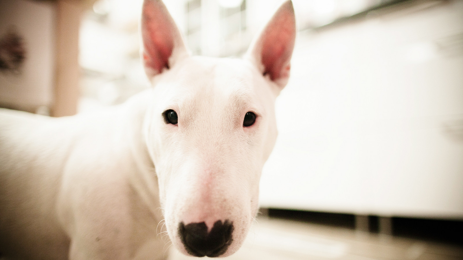 孙红雷狗是什么狗,极限挑战黄渤柴犬和牛头梗