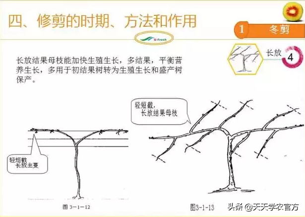 15张图看懂猕猴桃修剪技术，想种好猕猴桃的朋友，赶紧收藏