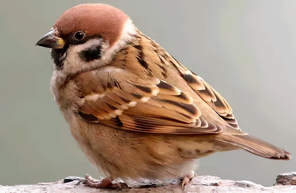 老麻雀用自己的身体盖住了小麻雀,试图拯救他年幼的孩子.