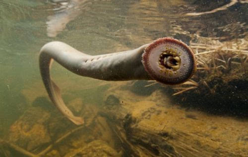 七鳃鳗图片(有八个眼睛的“七鳃鳗”，将宿主榨干为白骨，英国皇室死和它有关)
