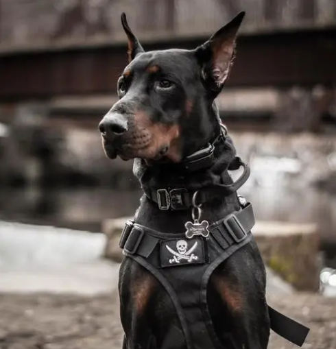 杜兵犬(养杜宾犬,要知道的6件事,你能接受吗?