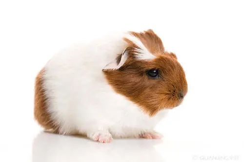 天竺鼠好养吗 天竺鼠和仓鼠的区别 - 百科叔叔