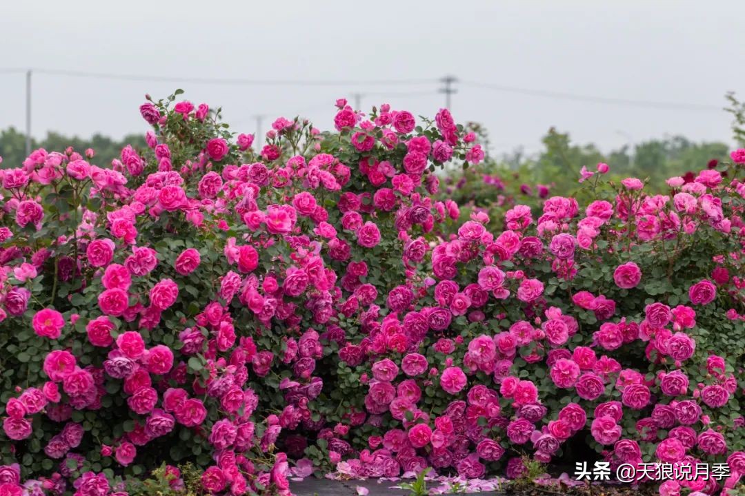 天狼说月季两广推荐品种（3步快速打造月季花墙）