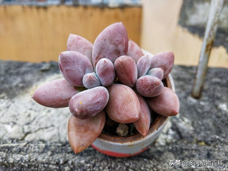 秋去冬来却如春,多肉上色正当时