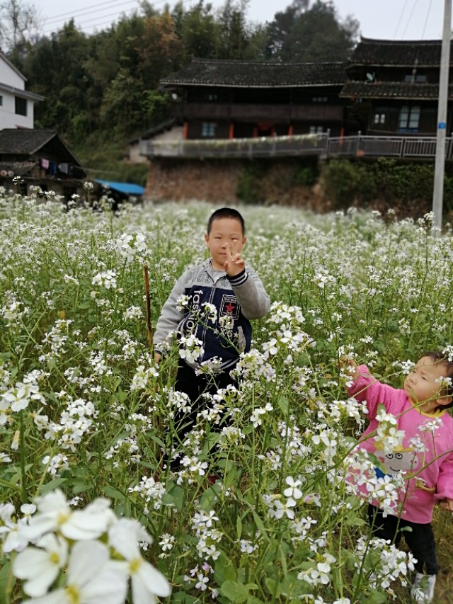 陌上花开，彩蝶翻飞，蜜蜂采蜜，这是一阙美丽的《蝶恋花》