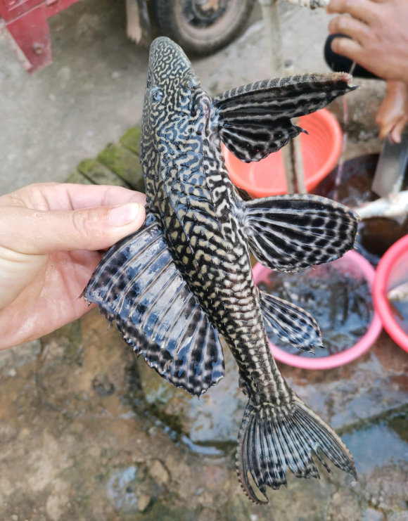 红鲳鱼多少钱一斤(深圳公园湖红鲳鱼泛滥) - 价格百科