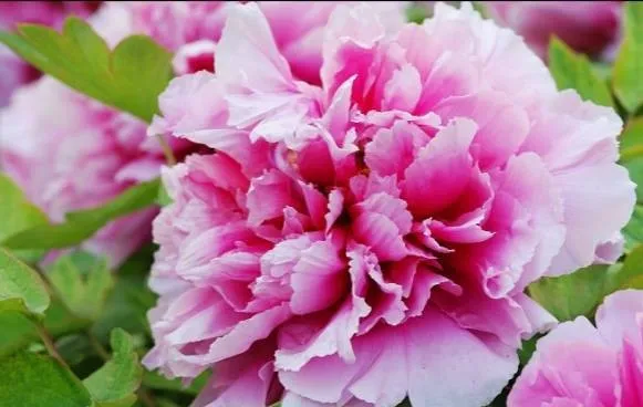100种名贵牡丹鉴赏 绘画好素材（报花名）