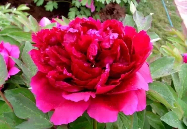 100种名贵牡丹鉴赏 绘画好素材（报花名）