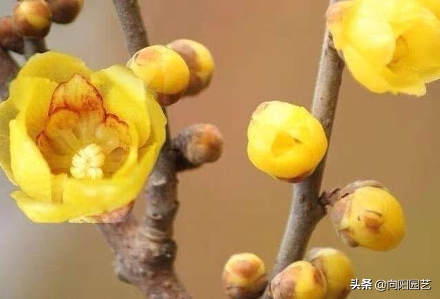 腊梅，银柳做插花，花友都喜欢，水瓶加点糖，“保鲜”60天
