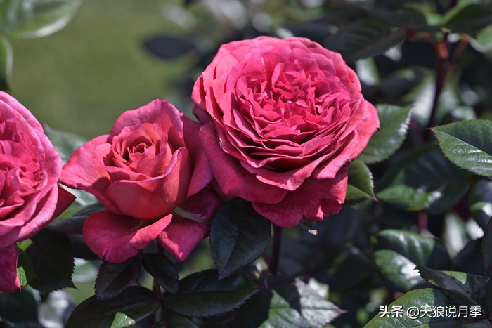 2020世界新品月季大赏，一起来看看都有哪些值得期待的新品种