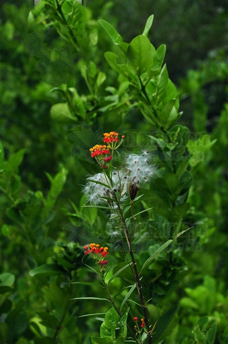 桂子是什么（桂花是什么季节开的）-第2张图片-尚力财经