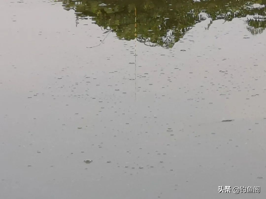 鱼还没咬钩，饵料就化了，钓鲢鳙你得学会控制饵料雾化时间