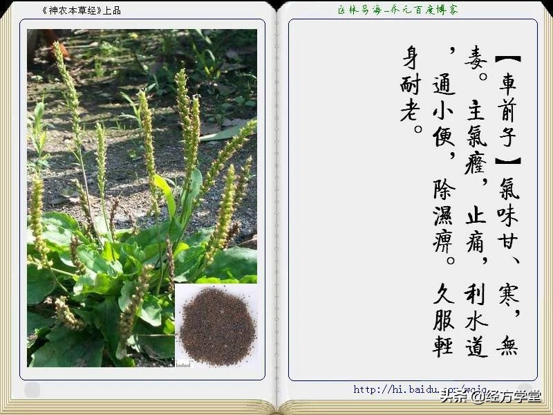 《神农本草经》全册图文解析 建议收藏