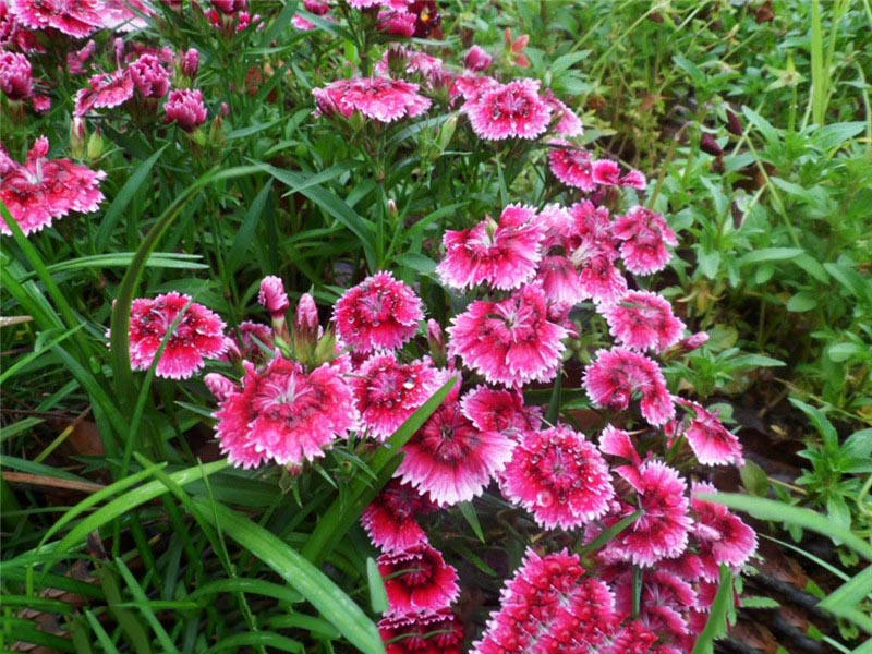 美国石竹(漂亮好看的花卉,美国石竹的种植技巧)