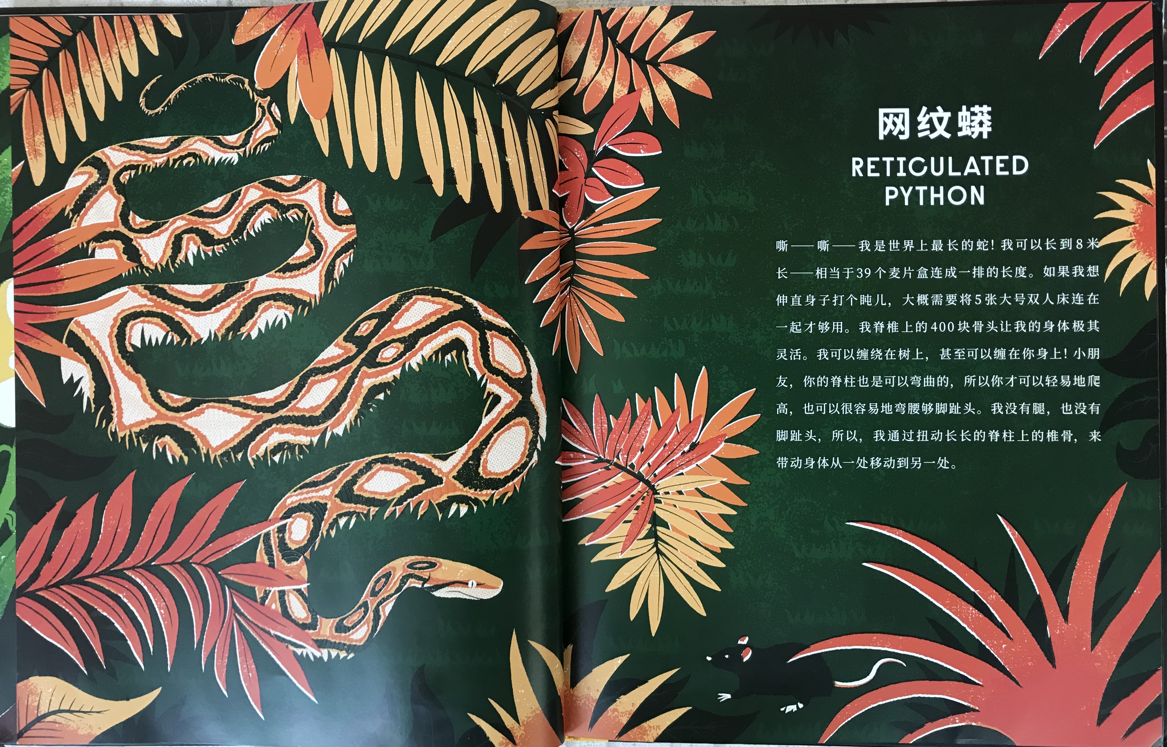 神奇的“摸骨”之书，带你揭开动物骨头的10项世界之最