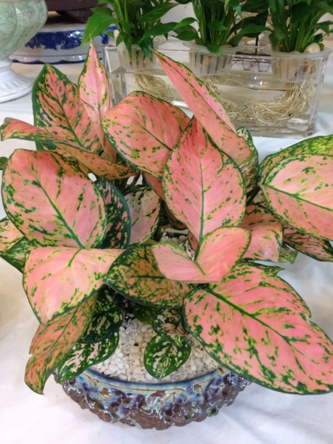 常见50种植物（50种常见的室内盆栽绿化植物）