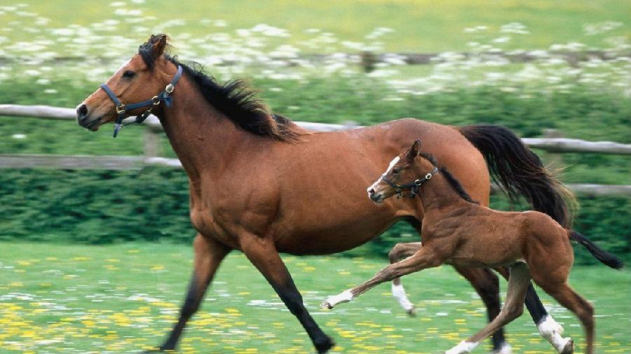 三河马的产地是哪里(三河马是哪三河) - 风集网