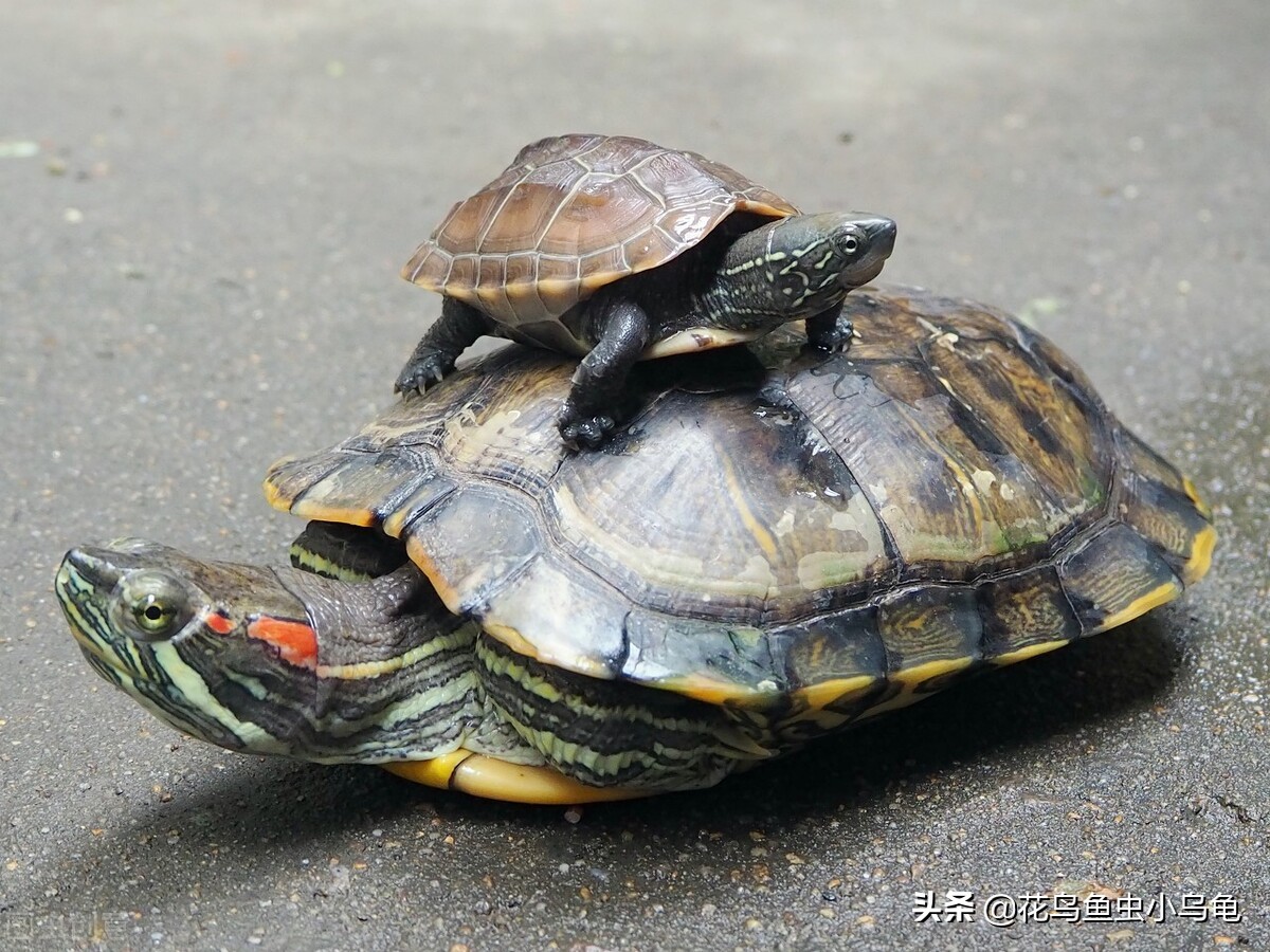 养乌龟放多少水养龟用什么缸好