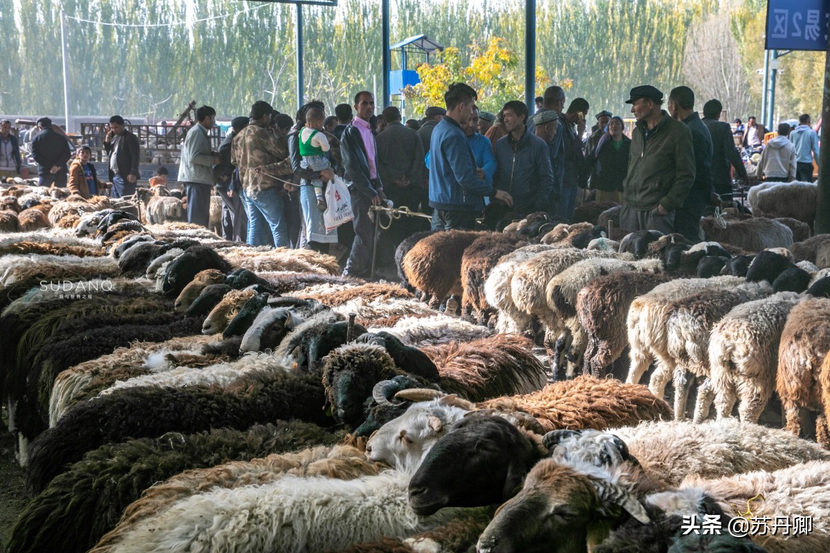 新疆羊肉批发价格今日「新疆羊肉批发价格行情」