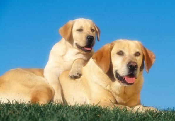 狗狗性别差异：公狗和母狗差别有多大？