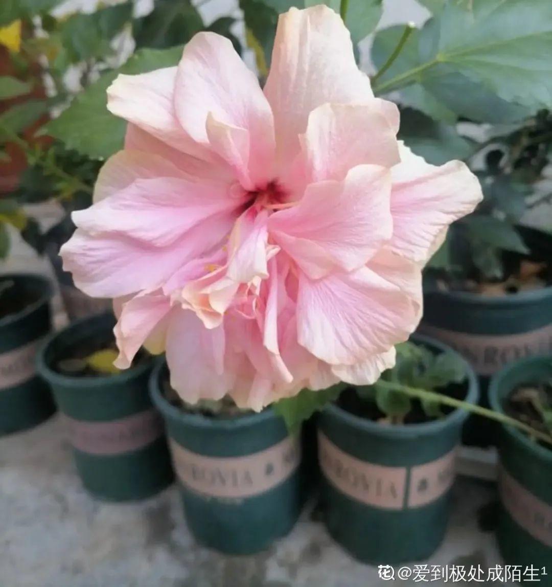 春天种什么花（春天最好养的20种花长得快）