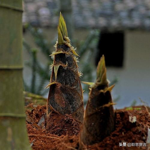 竹笋诗词精选三十一首 戢戢新芽迸旧林，才生有节便虚心