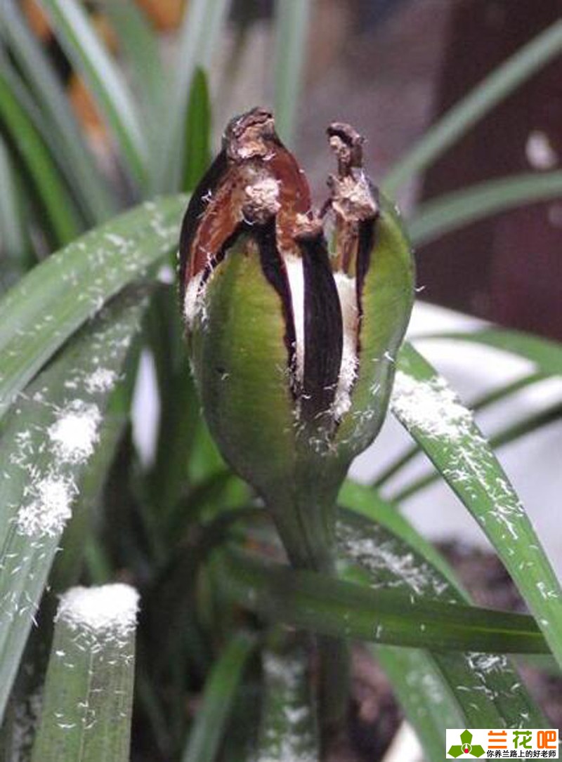 兰花简介大全（详细兰花植物学形态特征介绍）