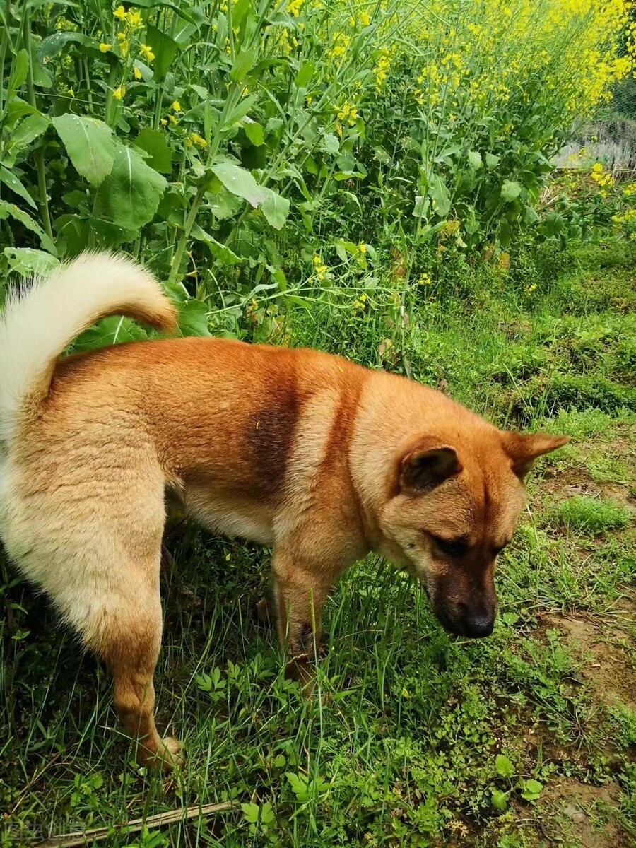 最常见的10种狗狗，果然三傻又上榜了