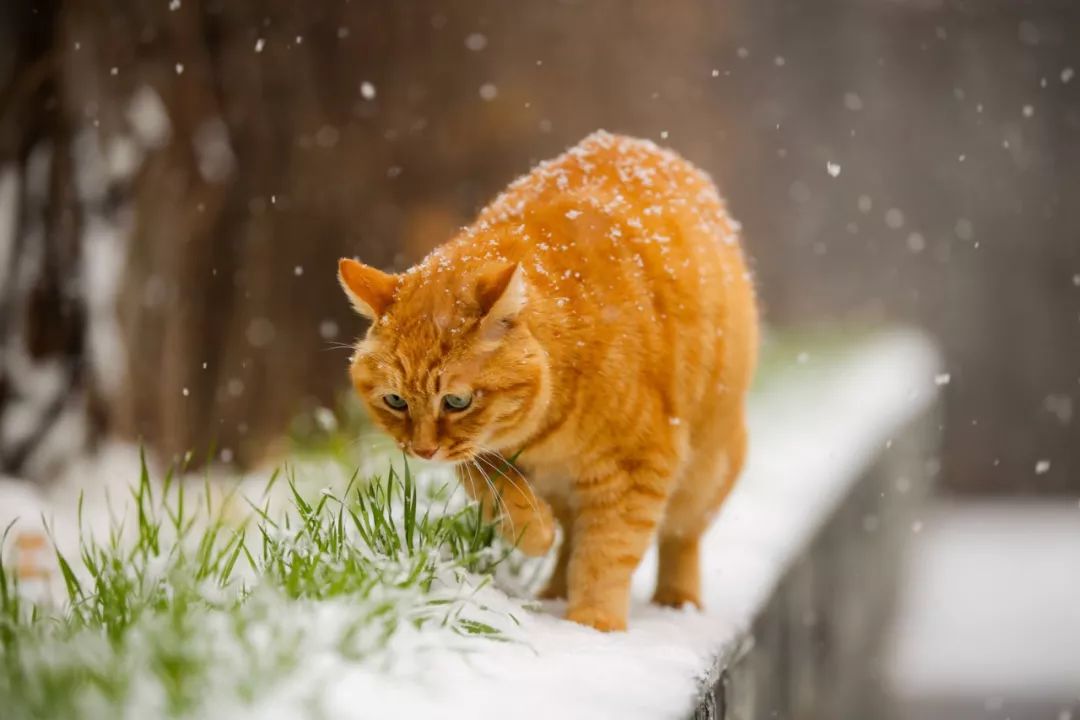 下雪啦！——总有些事不负所望