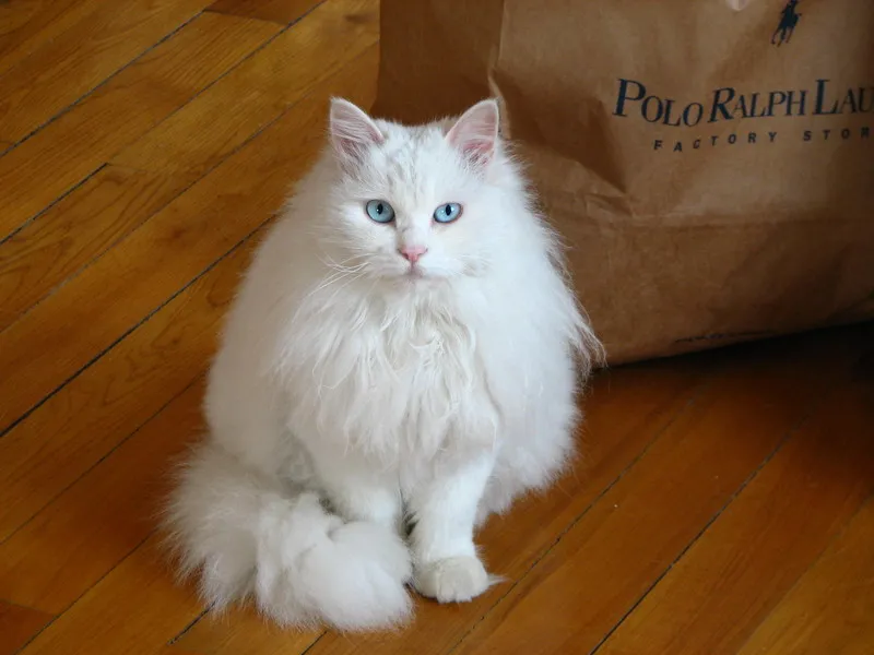 白色长毛猫（白色长毛猫蓝眼睛是什么品种）-第11张图片