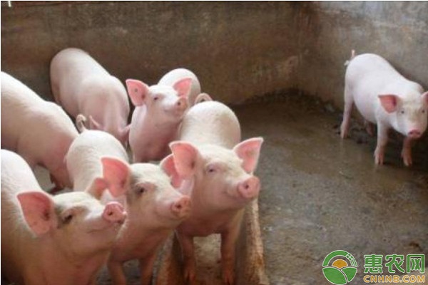 近期猪价：猪肉每公斤降了6元（附2020年4月21日猪肉价格行情）