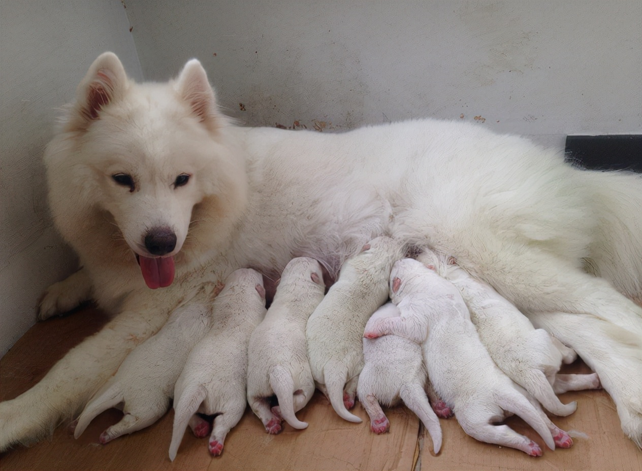 "土狗"的身体素质那么好,为什么反而活不久?