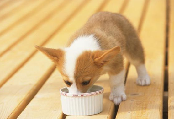 柯基犬一般多少钱?