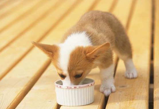 柯基犬一般多少钱？