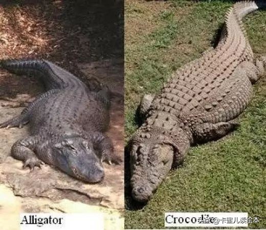 鳄鱼英文怎么读（鳄鱼英文怎么读alligator拼读）-第13张图片-易算准