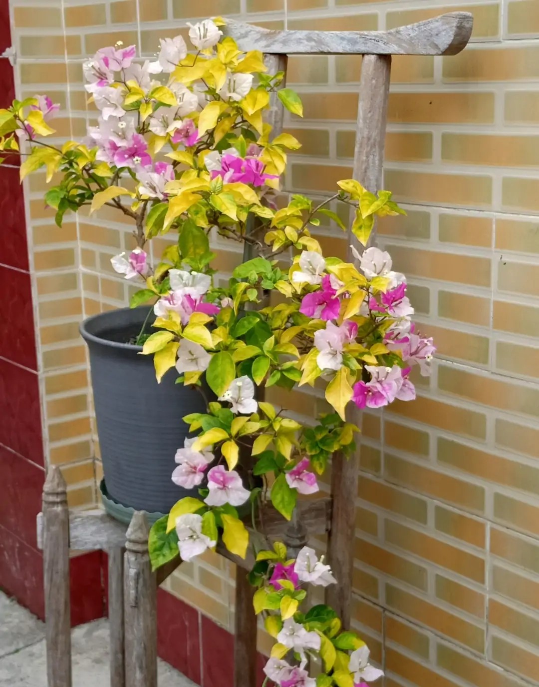 三角梅珍稀品种(2021年大火的10个三角梅品种)