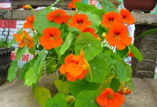 旱莲花怎么种植方法(旱莲花怎么种植方法视频)-币圈之家