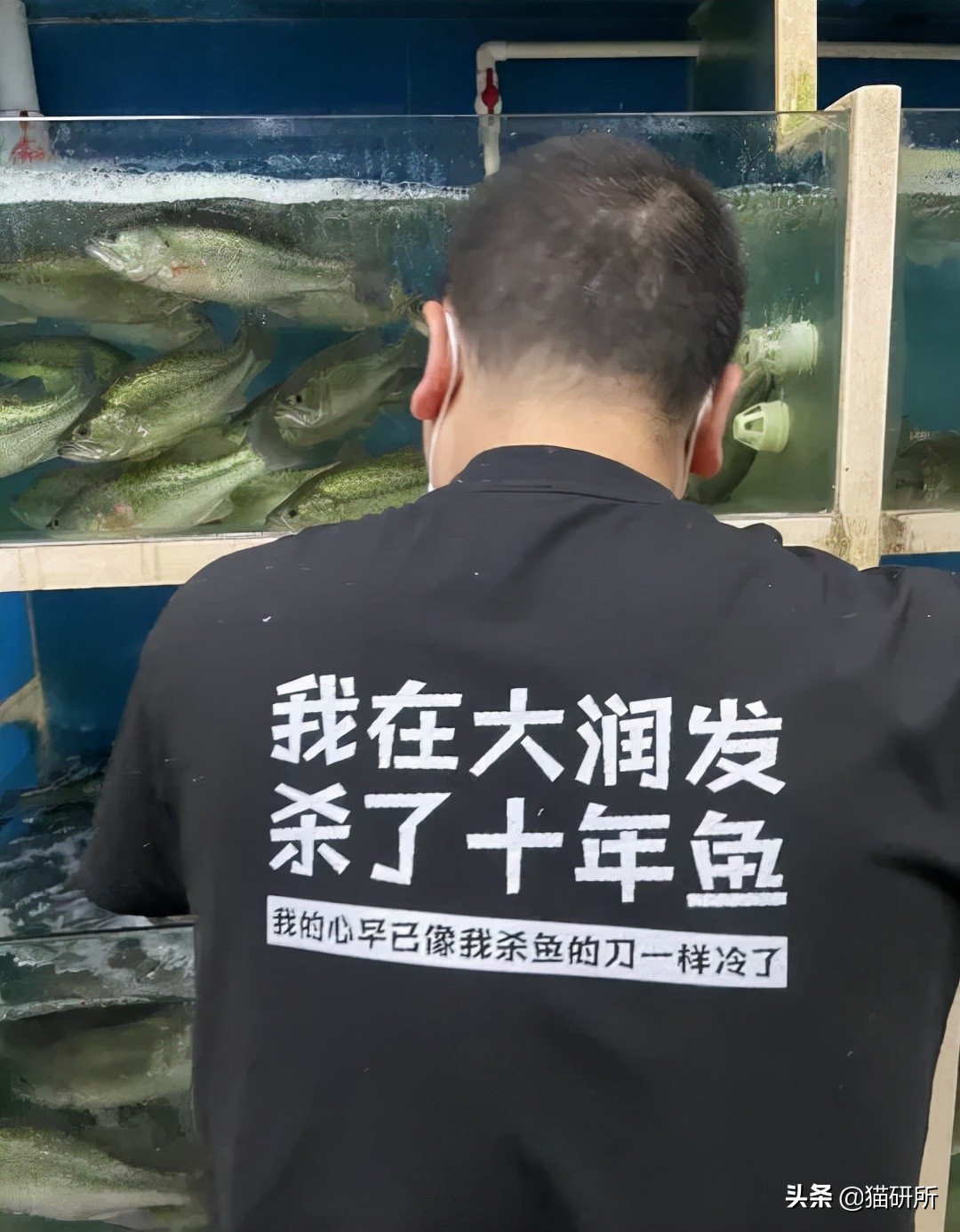 猫咪为啥总是喵喵叫讨食？明明碗里还有粮